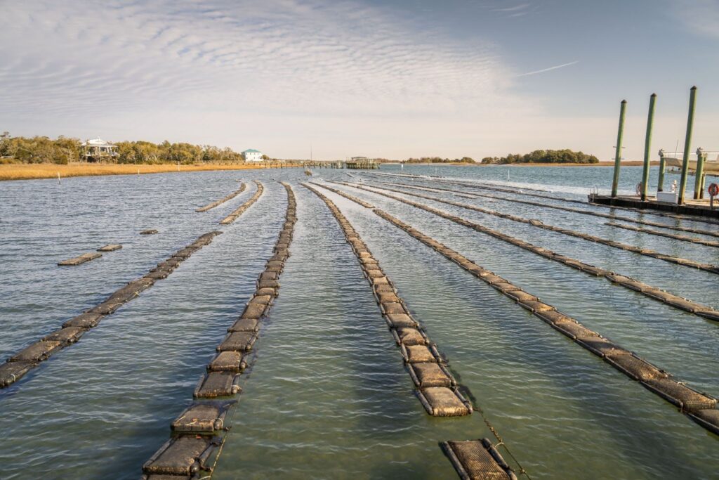 farm raised fish